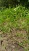 P_20200806_141846.thumb.jpg.cf2702960eee1c8e6d3b15b53d25cf68.jpg
