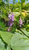 P_20200806_142051.thumb.jpg.28e0cbcb14056d06d6c7c5ebb87d35e0.jpg