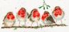 XHD69-Rockin-Robins-small-720x333.jpg