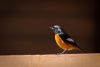 bird-wildlife-beak-yellow-fauna-vertebrate-finch-redstart-old-world-flycatcher-perching-bird-phoenic-s-phoenicurus-angkhang-birds-of-the-red-belly-1363671.thumb.jpg.90b10dc2a46291f296f03988237fe91c.jpg