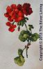 The Silver Lining, Geraniums