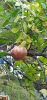 20200907_170349.thumb.jpg.178fb6e8fd8e5c284fcb22d7275286e7.jpg