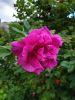 20200909_180214.thumb.jpg.76c3dcbc72e9028a5641ab446d898772.jpg