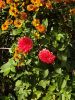 20200915_130823.thumb.jpg.0d84bfdfae1233a63a992e41bd417e66.jpg
