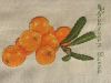 IMG-20200927-WA0006.thumb.jpg.0b2bfd01fa6b9bf9551d6ee1c08a1030.jpg