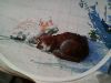 IMG0235A.thumb.jpg.8484135cc13949a3fbfc9b40bb705157.jpg