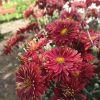 IMG_20200822_113201.thumb.jpg.3f38b2a7f3805b3d29805ef7719b491c.jpg