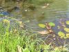 IMG_20200822_144509.thumb.jpg.1fc9226f260f42b312833154d3fd7744.jpg