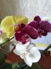 IMG_20200822_172911.thumb.jpg.1ccda0ce56a9a1a1710a79d5cfa65a21.jpg
