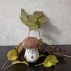 IMG_20200911_181839.thumb.jpg.db271c93576f5839cdfbb9ee1d5594b9.jpg