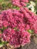 IMG_20200912_164020.thumb.jpg.60cece1b53d3ecae4b4602c120949101.jpg