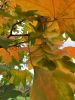 IMG_20200920_122547.thumb.jpg.82e46b73a84ba587c6564bae331fcc40.jpg