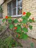 IMG_20200920_132536.thumb.jpg.5c8b91a29b8c2256d89e76294c451ec3.jpg