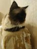 IMG_20200920_192104.thumb.jpg.cad8abc04c033a33510bd10d286a200b.jpg