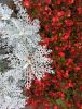 IMG_20200924_102916.thumb.jpg.b626358706ac1cc97ded21428757299d.jpg