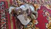 IMG_20200924_131717.thumb.jpg.d7a3869354974ac7805a3a27320f8605.jpg