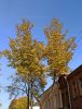 IMG_20200924_150218.thumb.jpg.a2ae18b9842b0c8dc3e36930ead5e22d.jpg