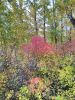 IMG_20200926_144846.jpg