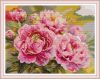 Joy Sunday H799, Beautiful pink peony