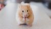 hamster-690108_1920-pic905-895x505-8554.thumb.jpg.e6da869695cc1daae1a09773a95a1208.jpg
