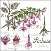 Fuchsia, Veronique Enginger