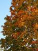 20200926_152828.thumb.jpg.d6df3fcdb2123fbd99bb7849db9375ff.jpg