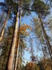 20200927_151809.thumb.jpg.c9201a588ab7adc629a7964c64e59569.jpg