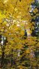 20201003_135122.thumb.jpg.41b7c5ca4e0a452e8a14f4087e2940ac.jpg