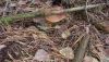 20201004_111416.thumb.jpg.b9a17cd77a7879d6c2c0b592657cdde8.jpg