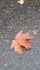 20201015_074957.thumb.jpg.19b2552ae03352edc1f8637c6dd2712d.jpg