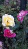 20201015_083210.thumb.jpg.8932250d4f01113805c89280dbe1e35d.jpg