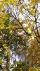 20201015_152150.thumb.jpg.4d29775ce92293ffcc42412dfd09a35f.jpg