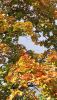 20201015_152359.thumb.jpg.345a3aad3ab6a08e83af7f8d9ce59abc.jpg