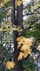 20201016_134323.thumb.jpg.7ea26594e13d76c85ef57e0ebe0d606a.jpg