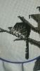 4.thumb.jpg.44fcc7ae86f985faec5de73a07e30ca1.jpg