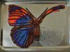 Butterfly11-3.thumb.JPG.4810ae457d2dd38b9a6e929c5d967faf.JPG