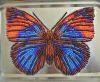 Butterfly11-4.JPG.d4c7391adf8f1092755e33eaded281a9.thumb.jpg.745e01ce345ea43f8624320e68c993f2.jpg