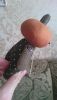 DSC_3171.thumb.JPG.d48d4f55c1cadda13137445e9e76f2af.JPG