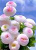 FB_IMG_1590309725712.thumb.jpg.b1f6a955e622524b8f2da5ff619d6a2d.jpg