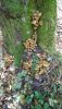 IMG-20201022-WA0000.thumb.jpg.d21d4d8f1f0c1ec66df6b6868e87cab5.jpg
