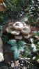 IMG-20201024-WA0001.thumb.jpg.f937fb5d05599b0c2b90c66e8a63bd9b.jpg