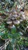 IMG-20201024-WA0003.thumb.jpg.cbc3ff45591883b06b3cf2f7355a060a.jpg