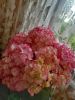 IMG_20200608_131553.thumb.jpg.6c1a72cf39f7157262a4bc180008195b.jpg