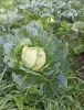 IMG_20200925_095536.thumb.jpg.894739fb3cbbc8b702fa1e6790ce88aa.jpg