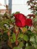 IMG_20200925_100336.thumb.jpg.8c51d2f8f0c0f137ba8d75356c3f2f53.jpg