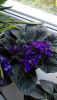 IMG_20201003_113846.thumb.jpg.88cb1cd779e596eb5feb8d40a34e6cb0.jpg