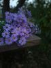 IMG_20201010_175815.thumb.jpg.7fc1f6fa53d8ede78a24c4e9c7e0597e.jpg