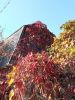 IMG_20201014_114811.thumb.jpg.f55a12e372413b8e6c8a708044860a80.jpg