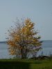 P1010190.thumb.JPG.40cd3f167bfca6ec4019001cb0f107fd.JPG