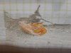 1092589337_2020-11-2011_21_23.thumb.jpg.f88007ac15197f06f2a12354523d9239.jpg